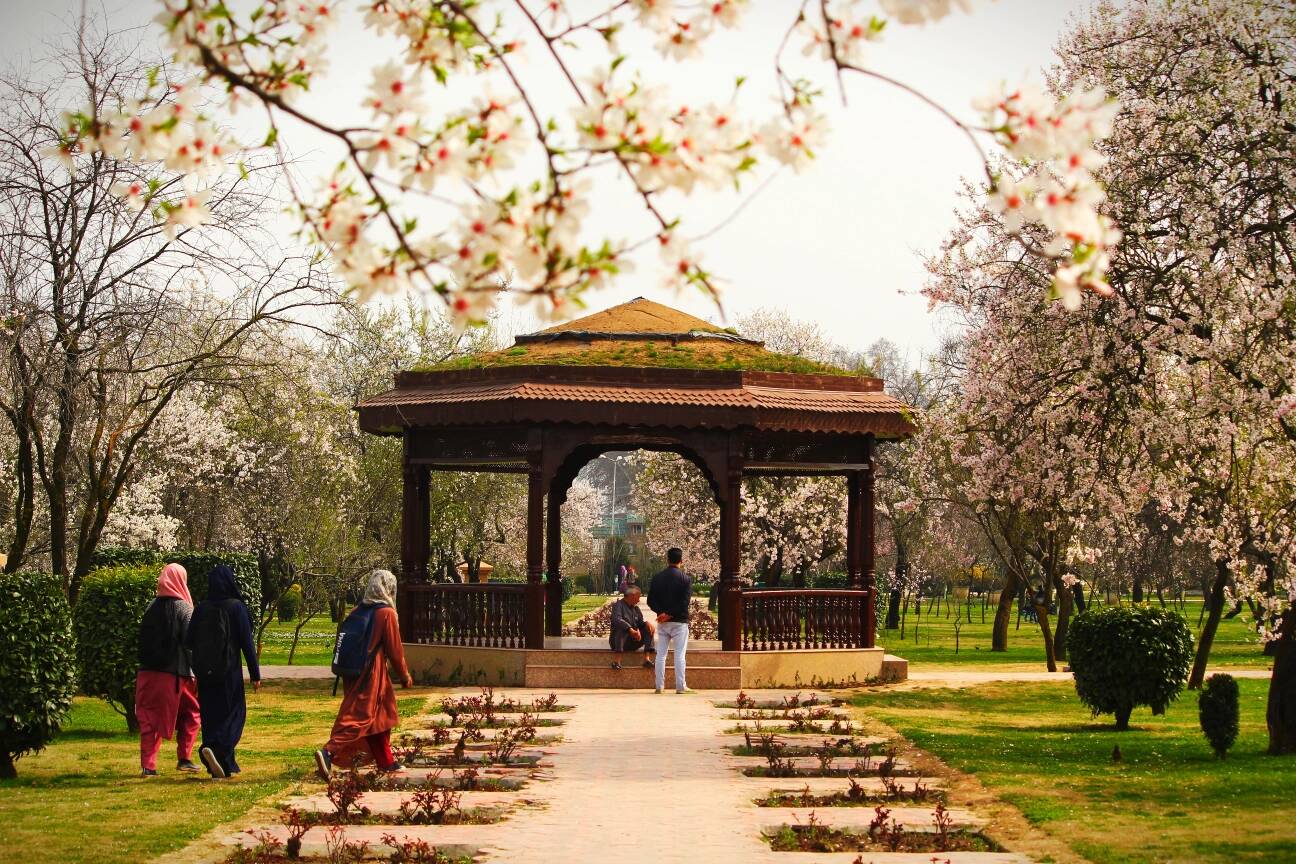 In Pictures: Kashmir’s Almond garden in full bloom