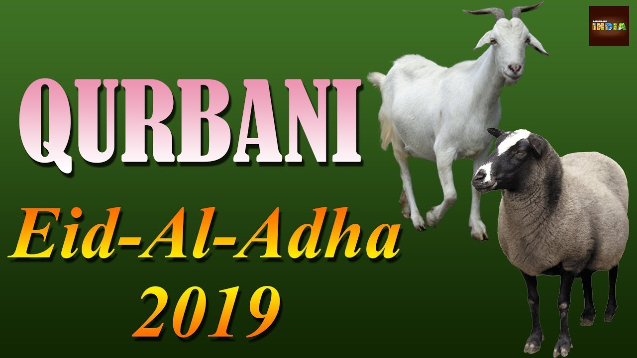 'Destroy sheepskin of the sacrificial animal' Muslims advised on the occassion of Bakrid