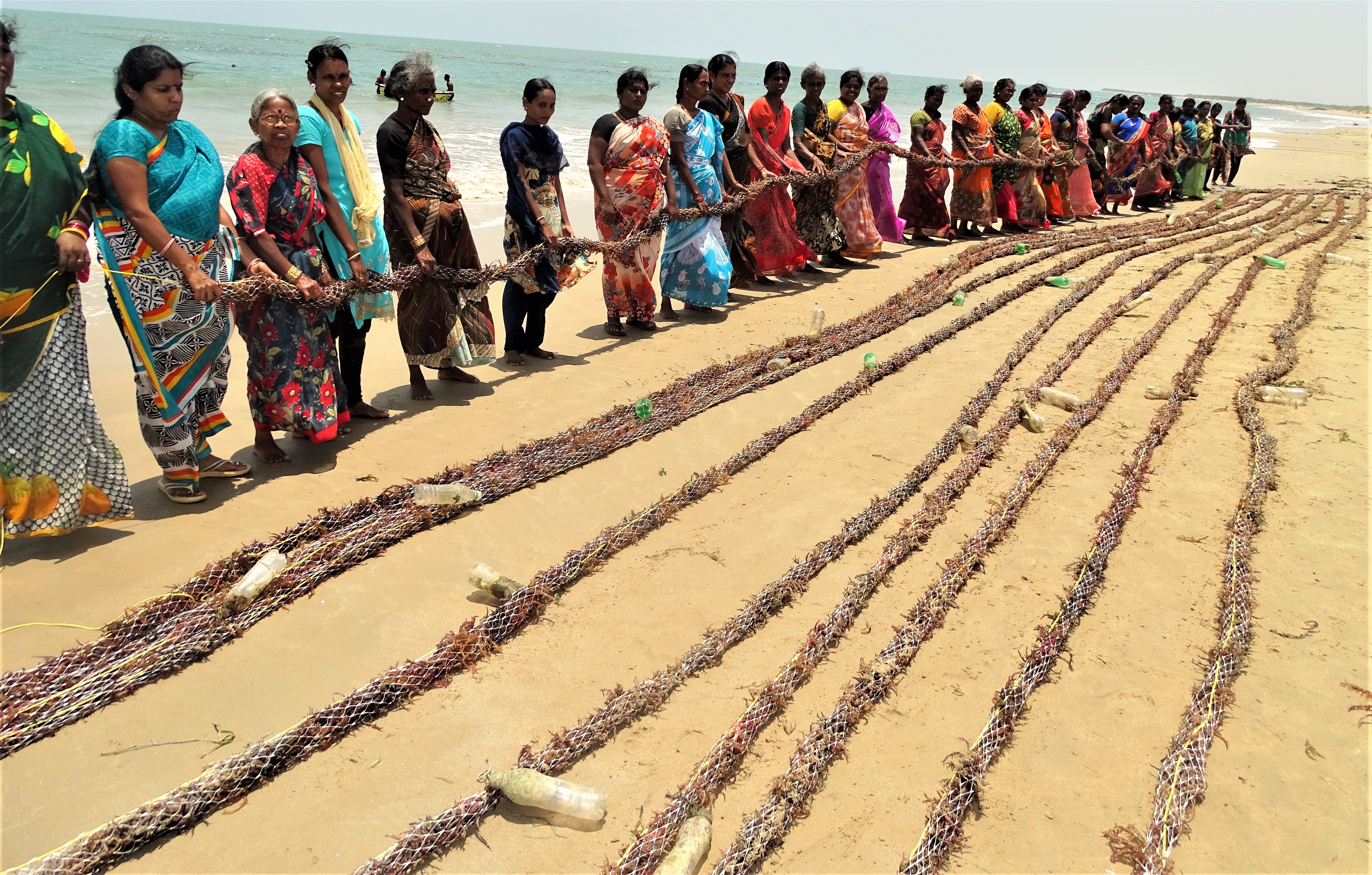 How coastal inhabitants of India make a living through seaweed cultivation