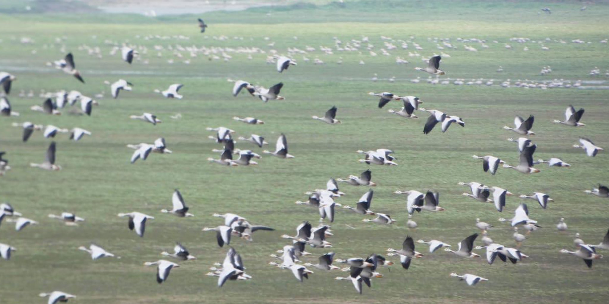सर्दी आई तो हजारों किमी दूर दोआबा में माउंट एवरेस्ट लांघ आशियाना तलाशने चले आए साइबेरियन पक्षी