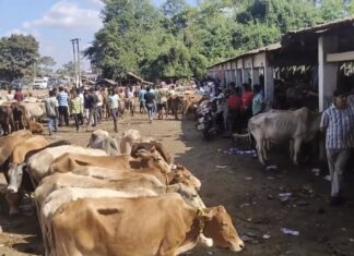 Cow Slaughter, Beef Ban: The Lackluster Obsessions of Assam CM