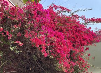 How a Young Kashmiri Girl is Reviving the Koshur Through a Reading Club